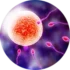 IVF (In vitro fertilization)
